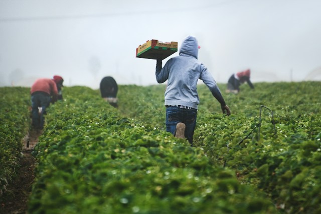 Farmer welfare and field work